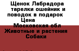 Щенок Лабрадора (тарелки,ошейник и поводок в подарок) › Цена ­ 3 500 - Московская обл. Животные и растения » Собаки   